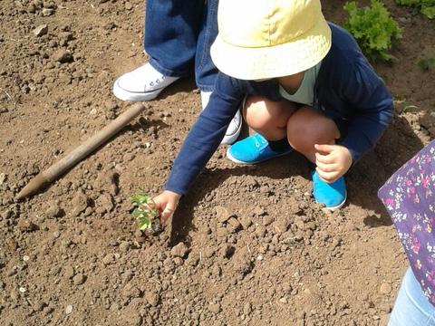 A Creche também participa na plantação de novos produtos na horta!