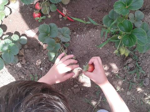 Com o Verão a chegar, é altura de colher morangos!