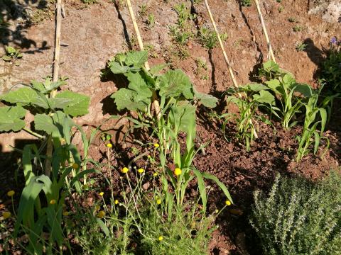 Abóboras, milho e aromáticas na horta