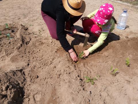 Plantar cenouras.