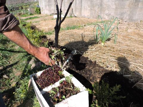 Preparação da horta para a plantação das hortícolas através do empalhamento e composto.