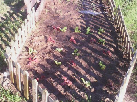 No início do ano letivo arranjámos um cantinho de terra, retirámos as ervas e plantámos alfaces e couves
