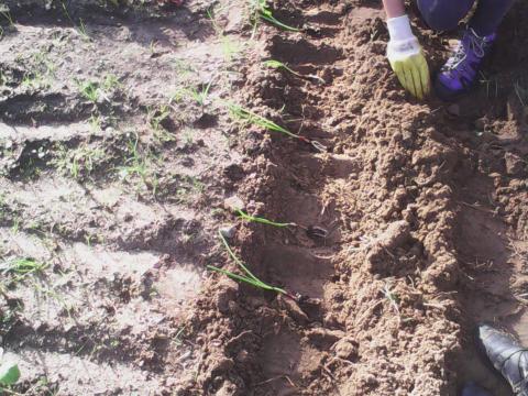 Para finalizar plantámos cebolas!