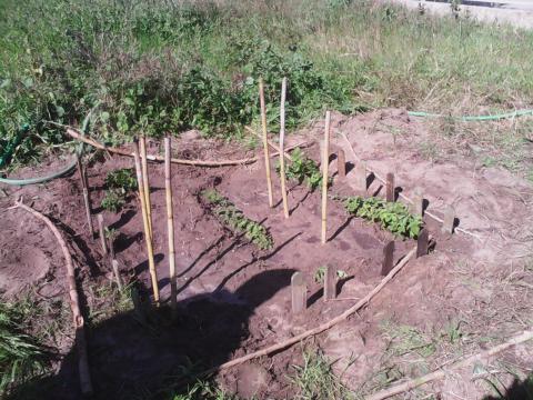 E plantámos batatas!!!