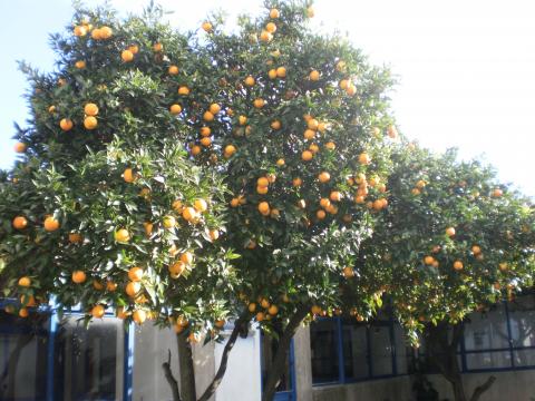 as laranjeiras da nossa escola