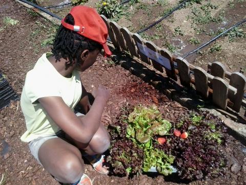 Os alunos da Unidade de Ensino Estruturado (autistas) dedicaram-se durante o ano a trabalhar na horta. A sexta feira era o dia de ir à horta. Colheram alfaces e morangos.