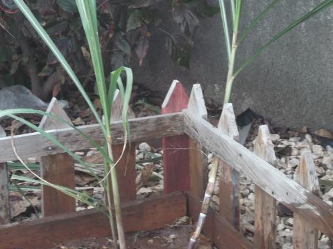 Cana de açúcar plantada pelo senhor José Gouveia.
