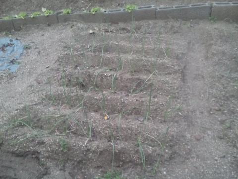 Cebolas já plantadas
