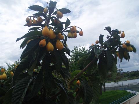 Árvores que produziram frutos (nespereiras, macieiras, pereiras, marmeleiros) biológicos sem aplicação de pesticidas.