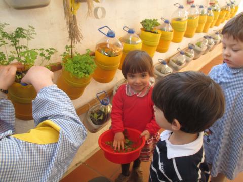 As crianças colhem salsa e coentros contribuindo para a confeção das refeições.
