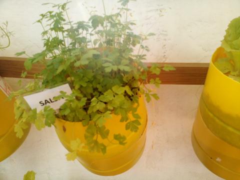 Elaborámos etiquetas de identificação das plantas.