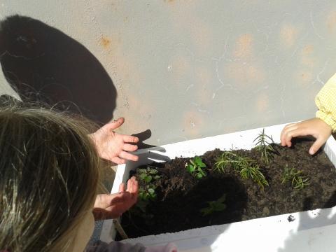 As crianças do Pré-escolar iniciam a plantação de ervas aromáticas.