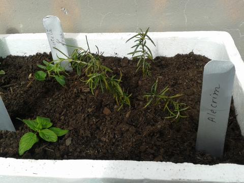 As nossas primeiras ervas aromáticas, plantadas pelas crianças de Pré-escolar: hortelã de água, hortelã-pimenta, hortelã chocolate e alecrim.