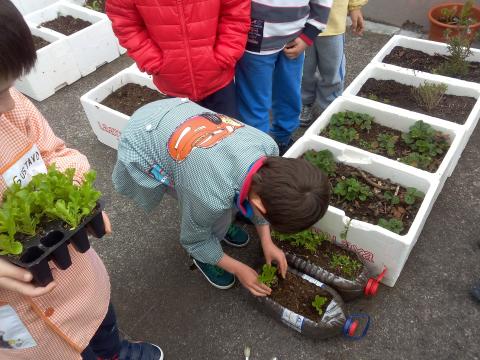 Plantando as alfaces 