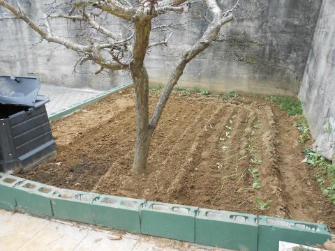 A nossa horta com sementes de ervilha e fava e com algum cebolo, couves e morangueiras.