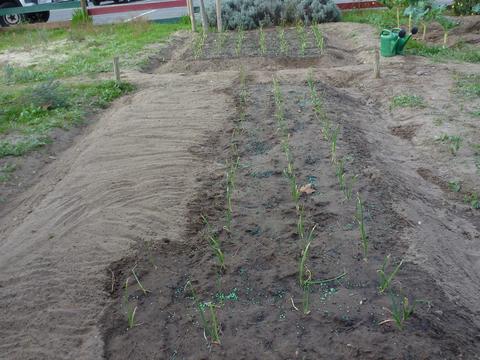 Plantação de cebola