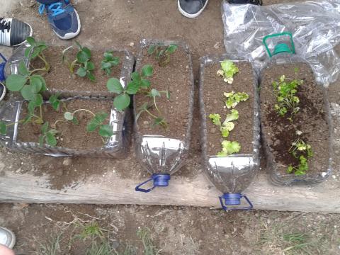 Algumas plantas que os alunos trouxeram.