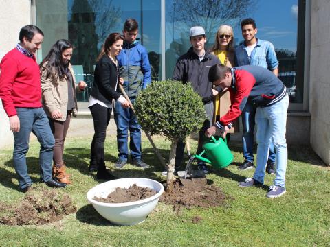 Para assinalar o dia da árvore, a escola plantou uma Oliveira no jardim.