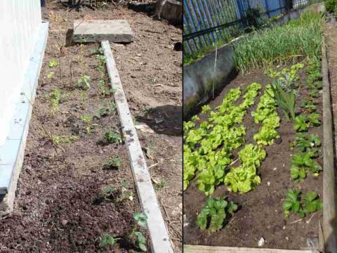 Novas alfaces e plantação de primeiros tomateiros
