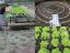 Reestruturação da mandala central e sementeiras de inverno;alface, cebola e favas