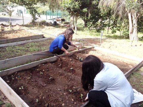 Este ano começamos os trabalhos mais cedo, e neste dia de novembro também tivemos a colaboração de algumas alunas do 9º B, para cuidar dos nossos bróculos.