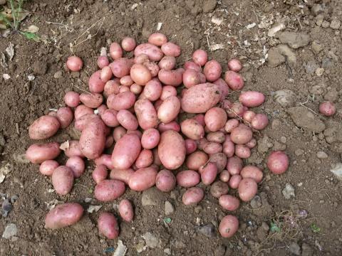 Parte da nossa produção de batata!