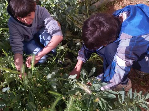 A colheita das ervilhas  pelos alunos de regime educativo especial.