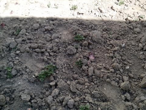 Já é possível ver o crescimento das batatas que foram plantadas.