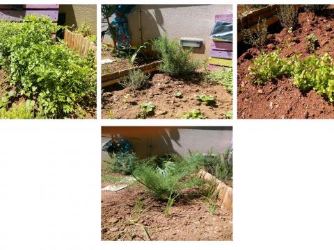 As ervas aromáticas que plantámos. A salsa, o alecrim, os oregãos, os coentros e o funcho.
