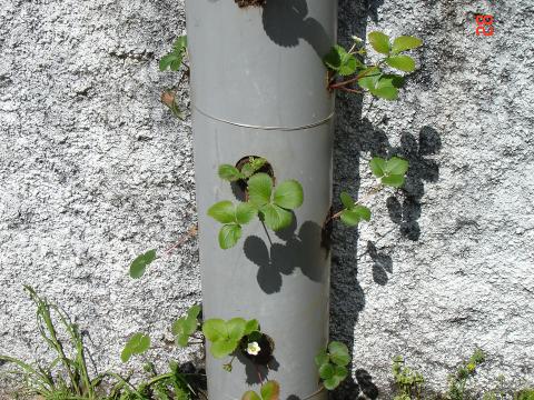 Horta vertical com morangueiros.