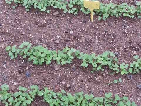 Desenvolvimento das sementes de rabanetes.