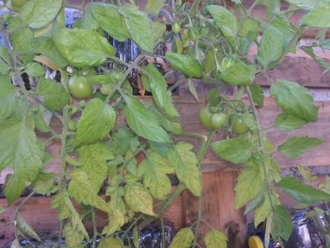 Tomateiros na horta vertical.