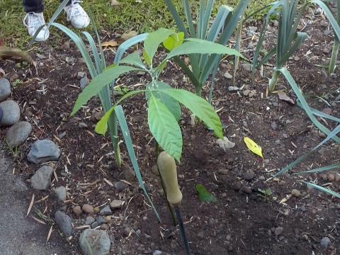 Plantamos um abacateiro...