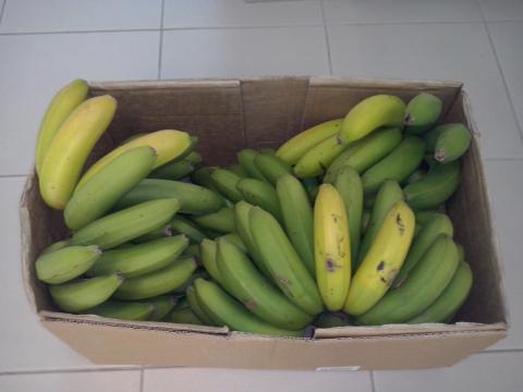 O cacho de bananas da nossa horta deu muitas bananas...