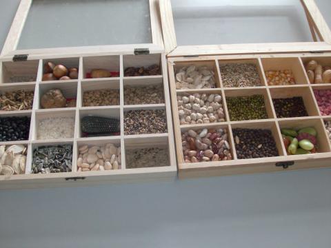 Recolher, agrupar e classificar diferentes tipos de sementes.
