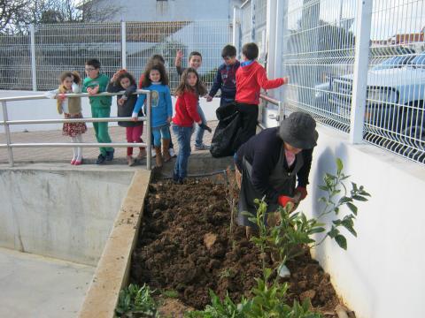 Escola Básica de Ardido: morangal plantado com a preciosa colaboração de uma avó agricultora:
Foto 1 - preparação do terreno
