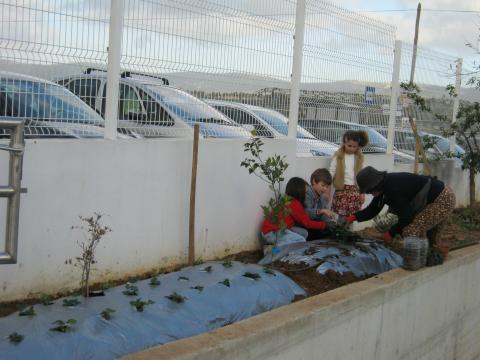 foto 3 - finalização da plantação dos morangueiros