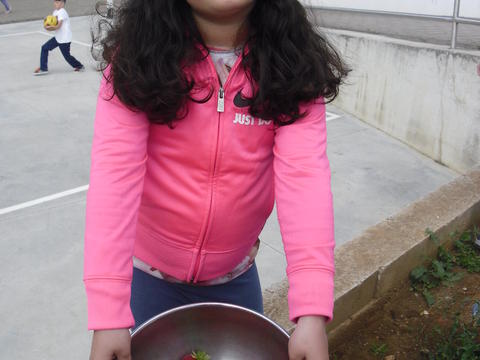 A taça de morangos, a maior que colhemos. Estes morangos serviram para fazer salada de fruta, que os alunos degustaram no refeitório.