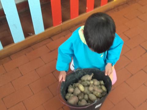 Já temos batatas da nossa horta para vender na nossa feirinha da primavera.