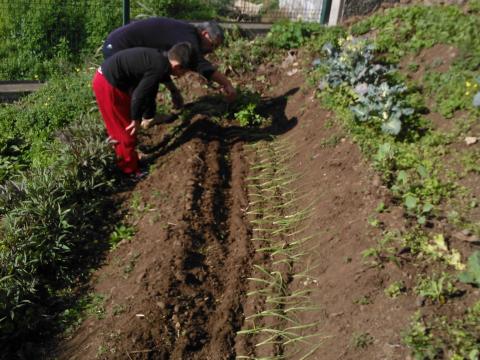 Plantando cebola.