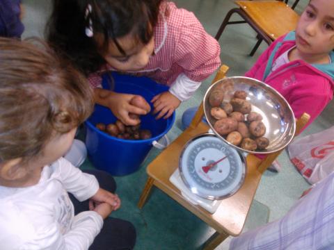 Pesando batatas após colheita.