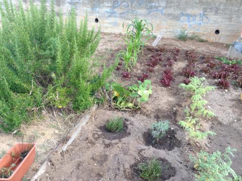 Agora também plantámos ervas aromáticas: caril, alecrim, hortelã pimenta e hortelã chocolate e alfazema.