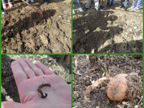 Enquanto preparamos a terra,surpresa! Uma amiga minhoca e uma batata da sementeira do ano passado. Que fixe!
