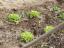 Limpar os canteiros das ervas indesejáveis. Observação de algumas plantações (alfaces).