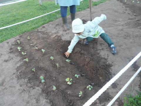 Plantação de alface

As crianças trouxeram pés de alface e plantaram na horta