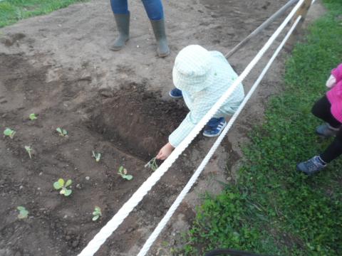 Plantação de penca

As crianças trouxeram pés de penca e plantaram na horta