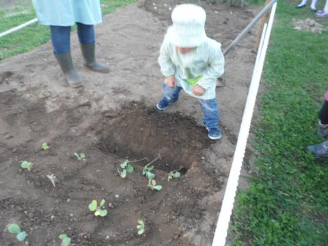 Plantação de penca

As crianças trouxeram pés de penca e plantaram na horta