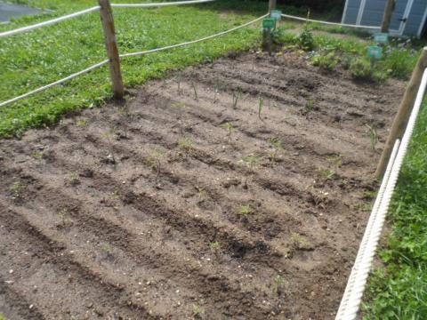 Preparação da terra para as plantações
Plantações de batatas, morangos, tomates, couve , alface, salsa, cebolas, cebolinho e tomilho