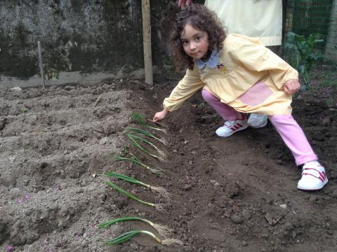 plantar o cebolo