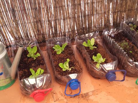 Alface no garrafão! - Estas alfaces foram plantadas por alunos do 2.º ano, no âmbito da alimentação saudável e sustentável.